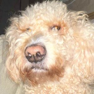 Meet your Posher, Allyson